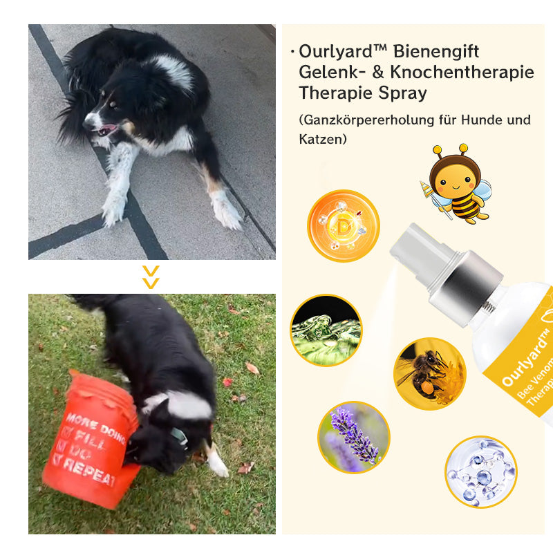 Ourlyard™  Biene Venom Gelenk & Knochen Therapie Spray (Ganz Körper Erholung für Hunde & Katzen)